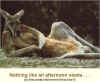 Kangaroo.jpg (40171 bytes)