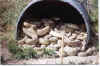 Snakes.jpg (51503 bytes)