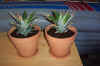 Potted_Pineapples.jpg (22497 bytes)