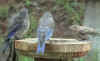 BabyHousefinchWithTwoBlueFl.jpg (49544 bytes)