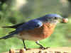 BlueWithNugget.jpg (72911 bytes)