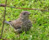 BluebirdFledglingExploring.jpg (56360 bytes)