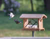 BluebirdMealwormShuffle.jpg (24112 bytes)