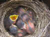 BluebirdNestlings.jpg (55437 bytes)