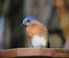 ContemplativeBlue.jpg (51752 bytes)