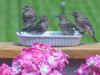 FledglingsFamily.jpg (44958 bytes)