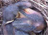 HatchlingBluesAtEightDays.jpg (76714 bytes)