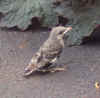 MockingbirdNestling.jpg (64512 bytes)