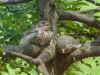 NappingFledglingBlues.jpg (71392 bytes)