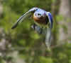 SwoopingPapaBluebird.jpg (37864 bytes)