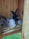 TRES_Nest.jpg (42883 bytes)