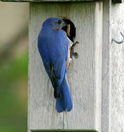 Bluebird Pictures